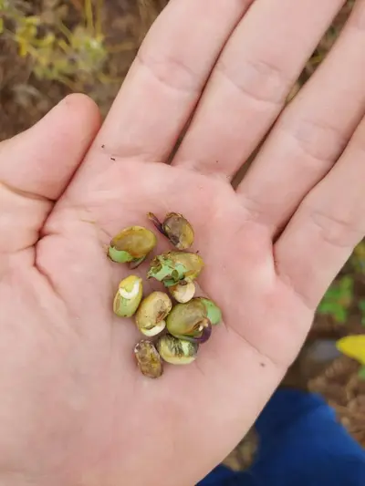 Cantu - Excesso de chuvas faz soja germinar, grãos arderem e plantas abortarem vagens